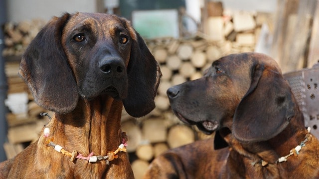 hanoverian bloodhound, dogs, breed, race, hunting dog, tracking, hs, welding dogs, sun, relax, rude, female dog