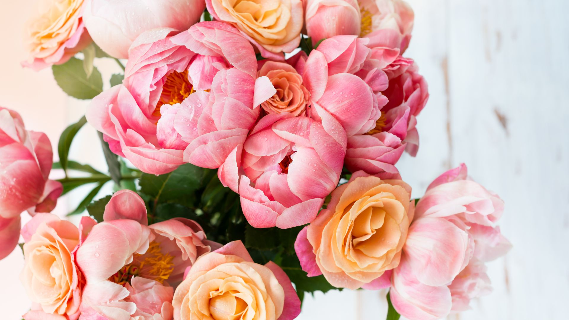 order peonies online