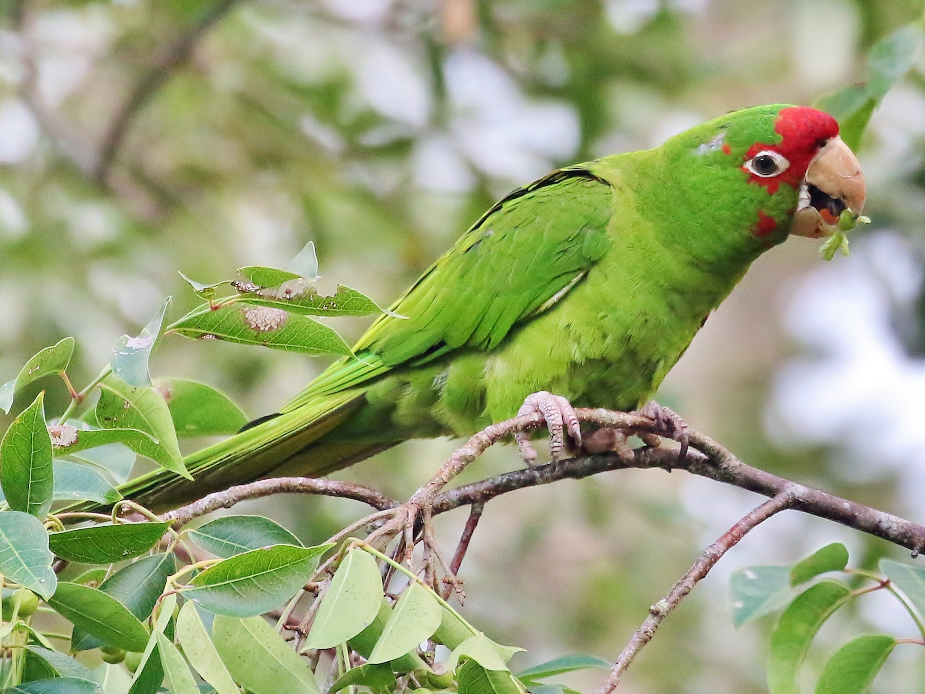 mitred parakeets, bird, parrot accidentally introduced