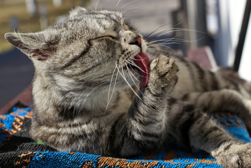 <a href="https://www.freepik.com/free-photo/gray-adult-cat-licking-its-paw_10399973.htm#query=cat%20itching&position=11&from_view=search&track=ais">Image by wirestock</a> on Freepik