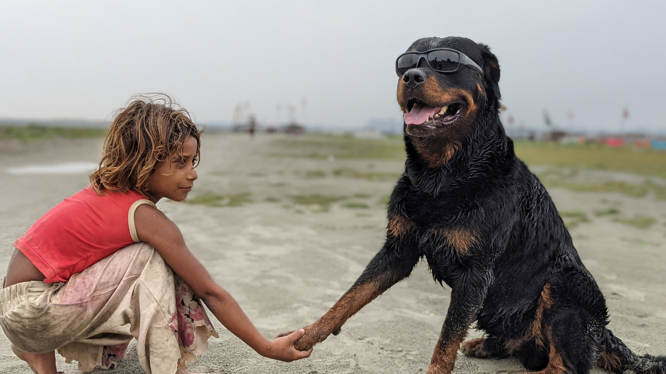 A small child reaching out to a Rottweiler wearing sunglasses