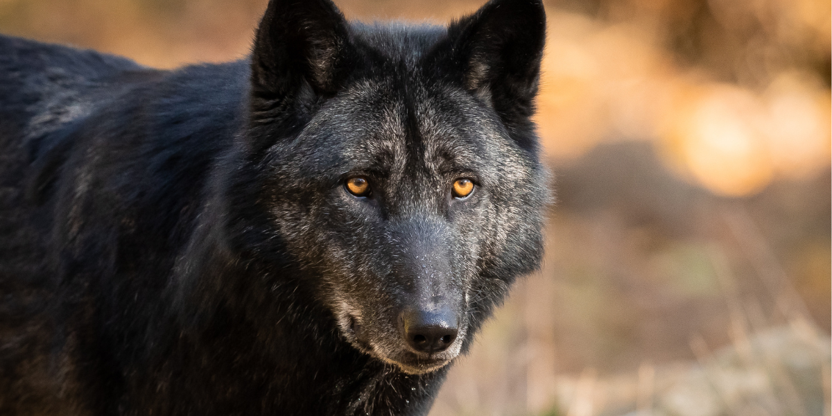 Black wolf 
