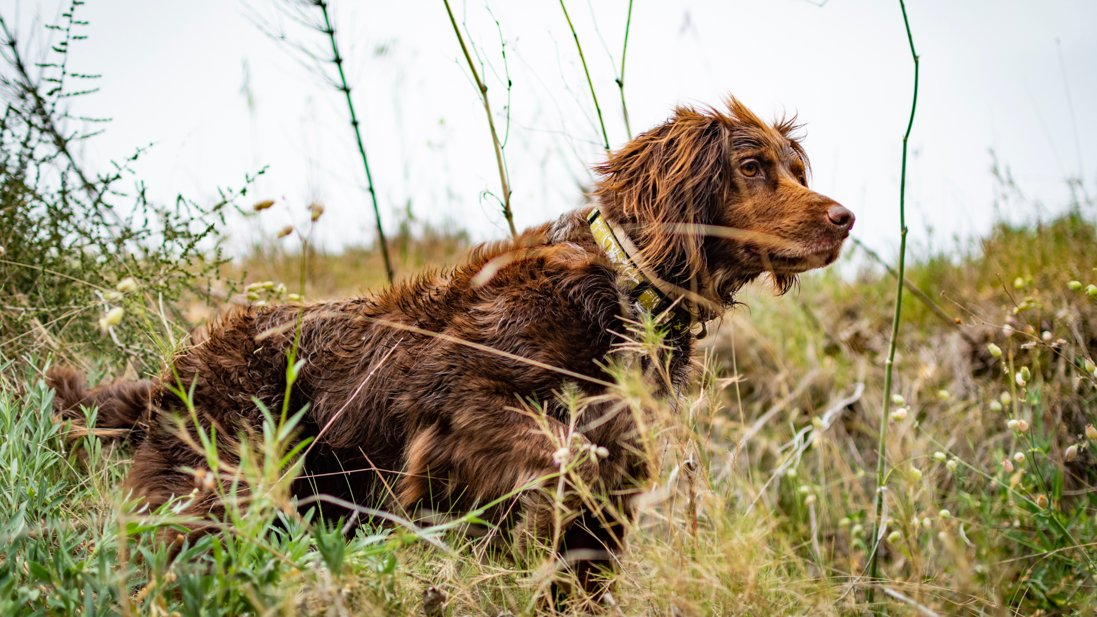 An alert pointing Small Munsterlander demonstrating a high level of trainability