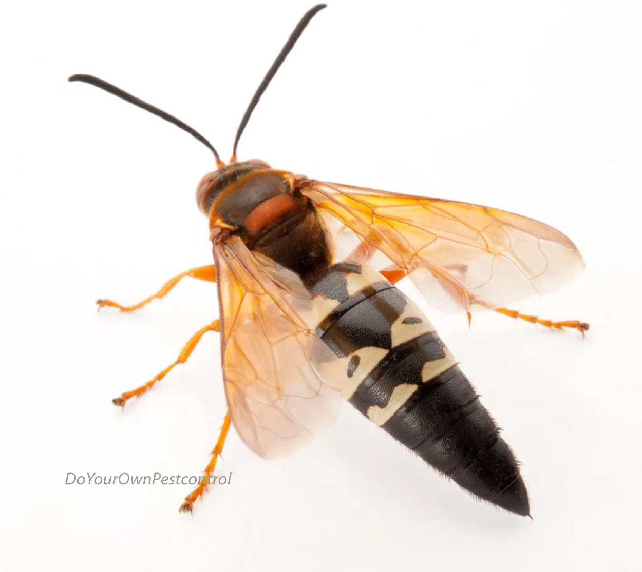 An image of a cicada killer on a white background.