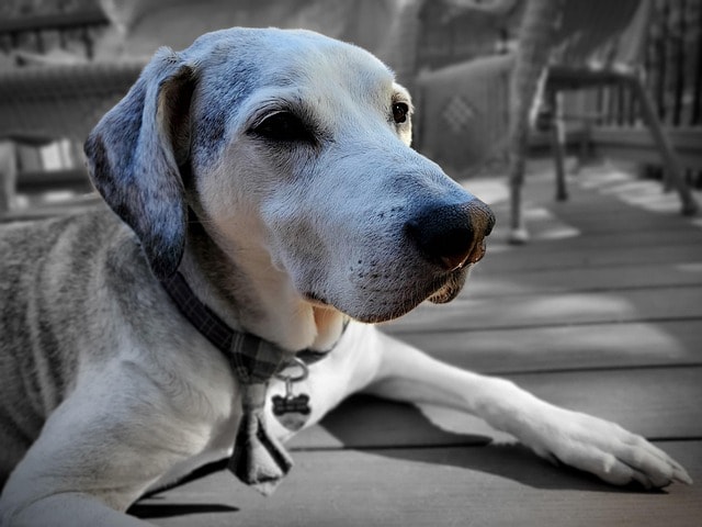 dog, dog outside, animal, pet, senior dog, old dog, coonhound, canine, gray old