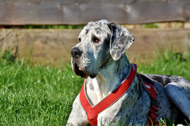 great dane, dog, lying