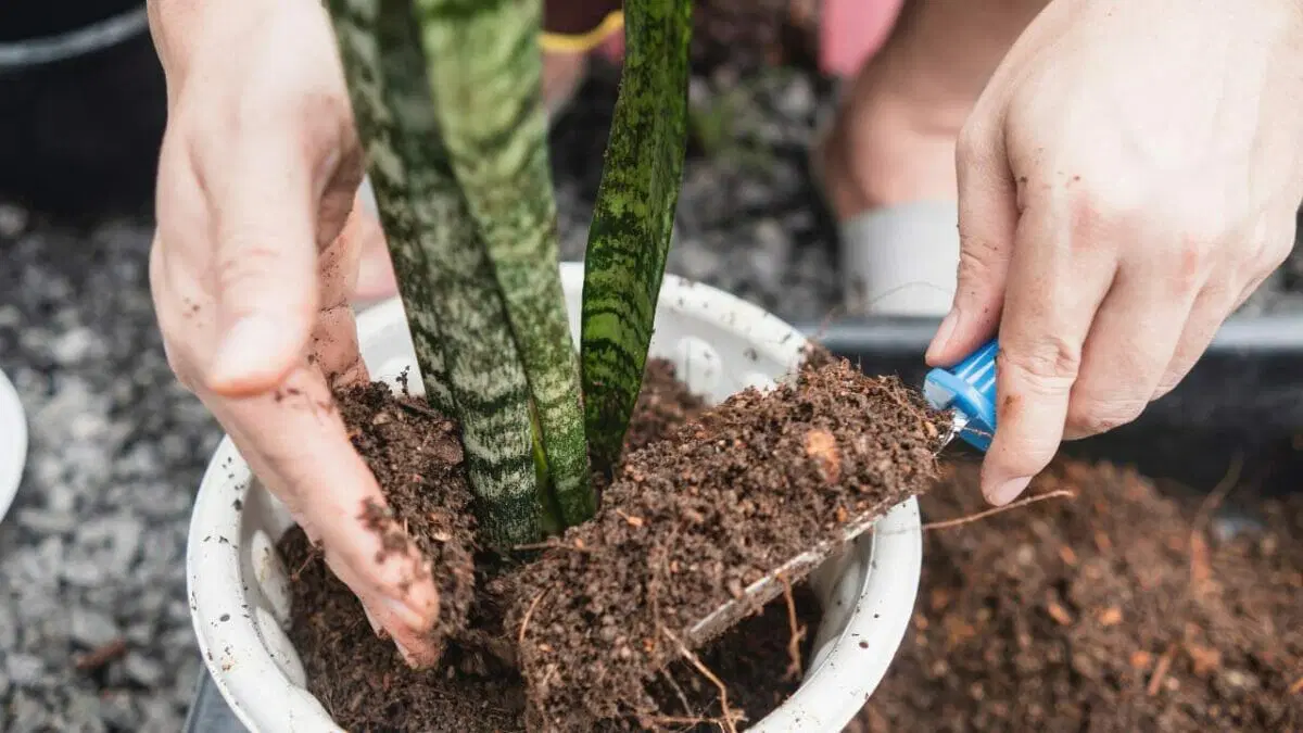 repotting