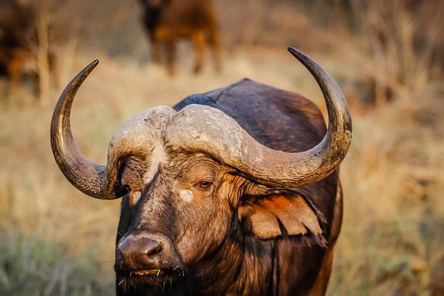 african buffalo, animal, wildlife