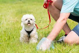 Pet Poop Safety | Healthy Pets, Healthy People | CDC