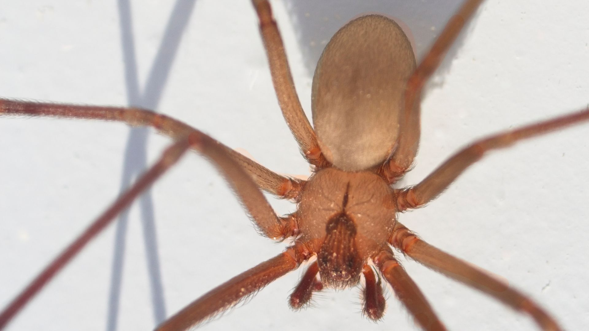A close-up image of a brown recluse highlighting the violin-shaped marking on its head.