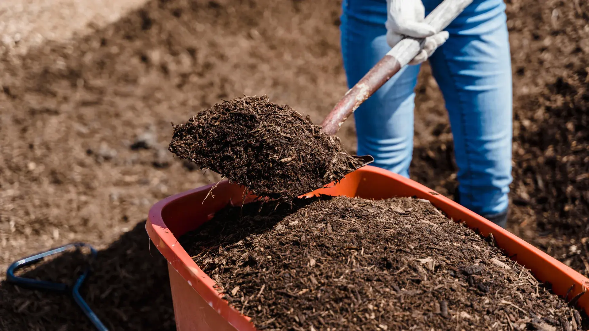 Mulch being shoveled out of a wheelbarrow. 