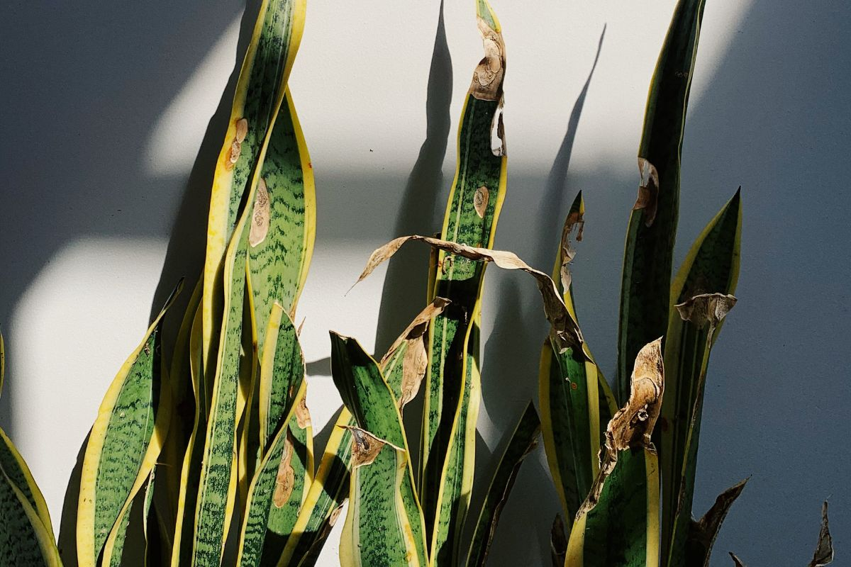 snake plant's leaves