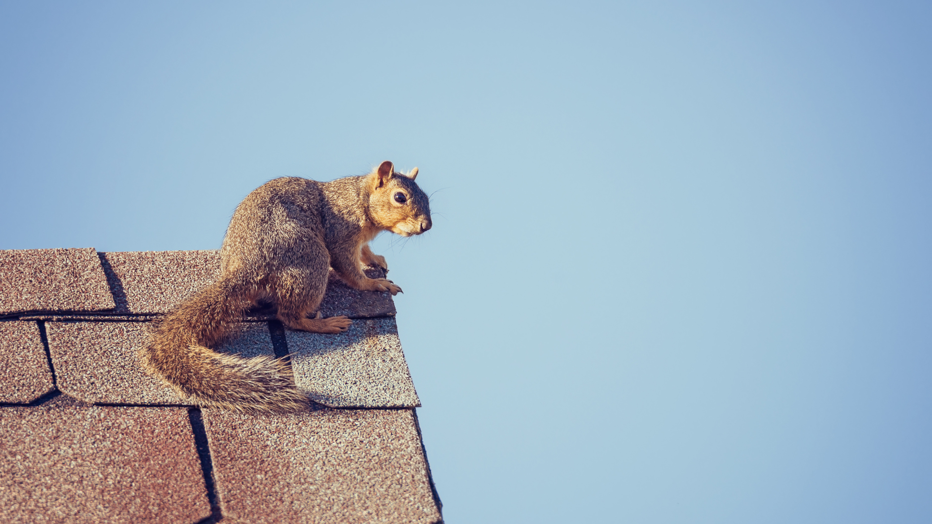 Dealing with Existing Squirrel Infestations