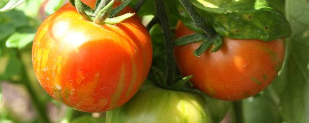 Grow Tomatoes in Grow Bags