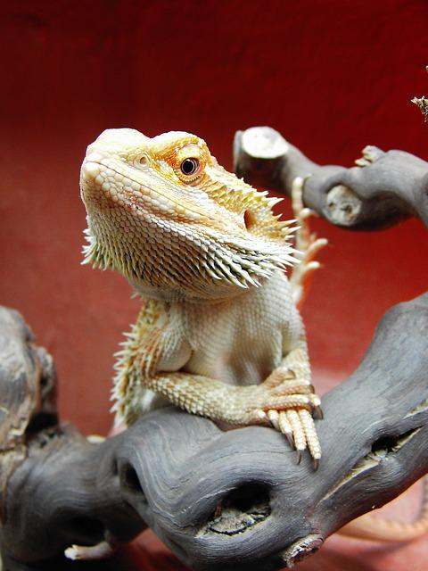 can bearded dragons eat spiders