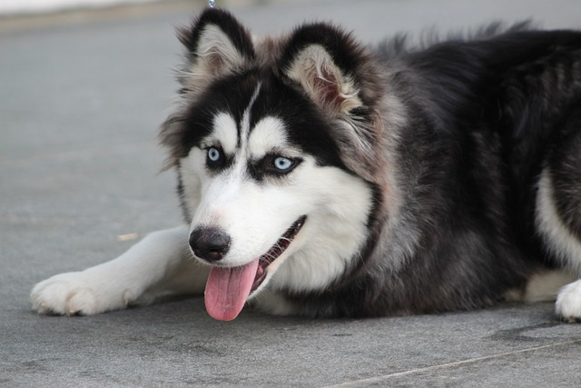beautiful dog, siberian husky, long coated, either pee, accidents occur, front yard, dog, pup, potty time