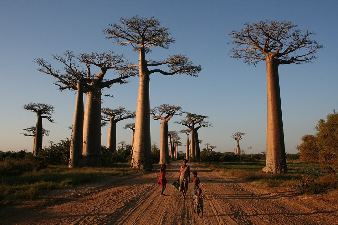 A Mesmerizing Place - Avenue of the Baobabs