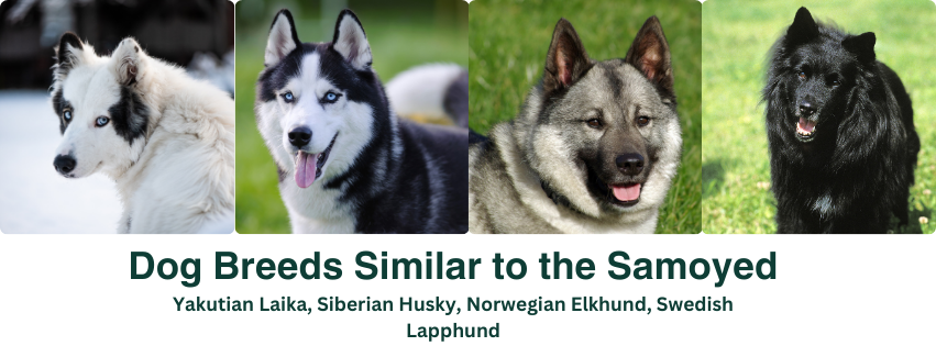 A photo collage of dog breeds similar to the Samoyed