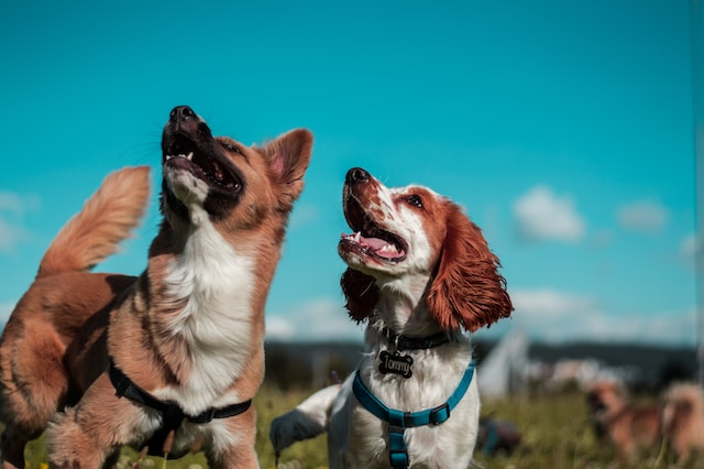 Two Brown And White Dogs
