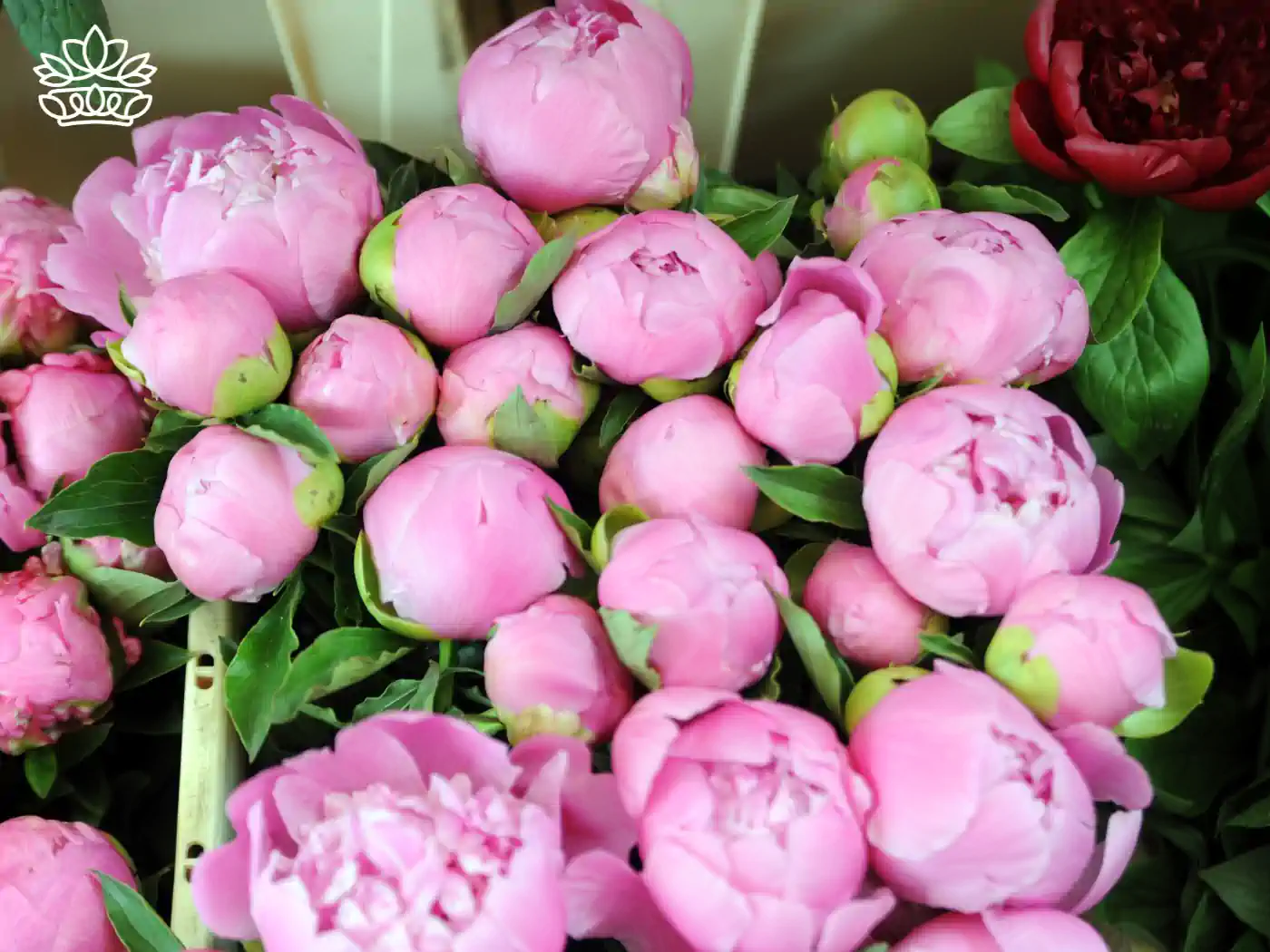 A close-up of pink peony buds in a bouquet. Fabulous Flowers and Gifts - Peonies Collection