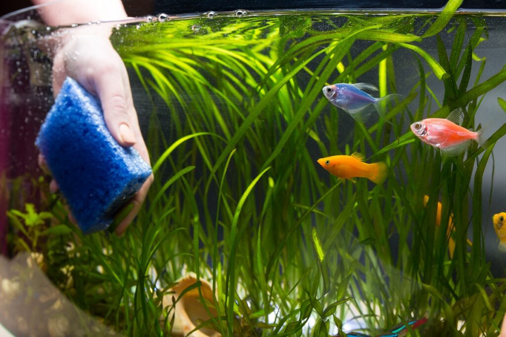 Aquarium cleaning