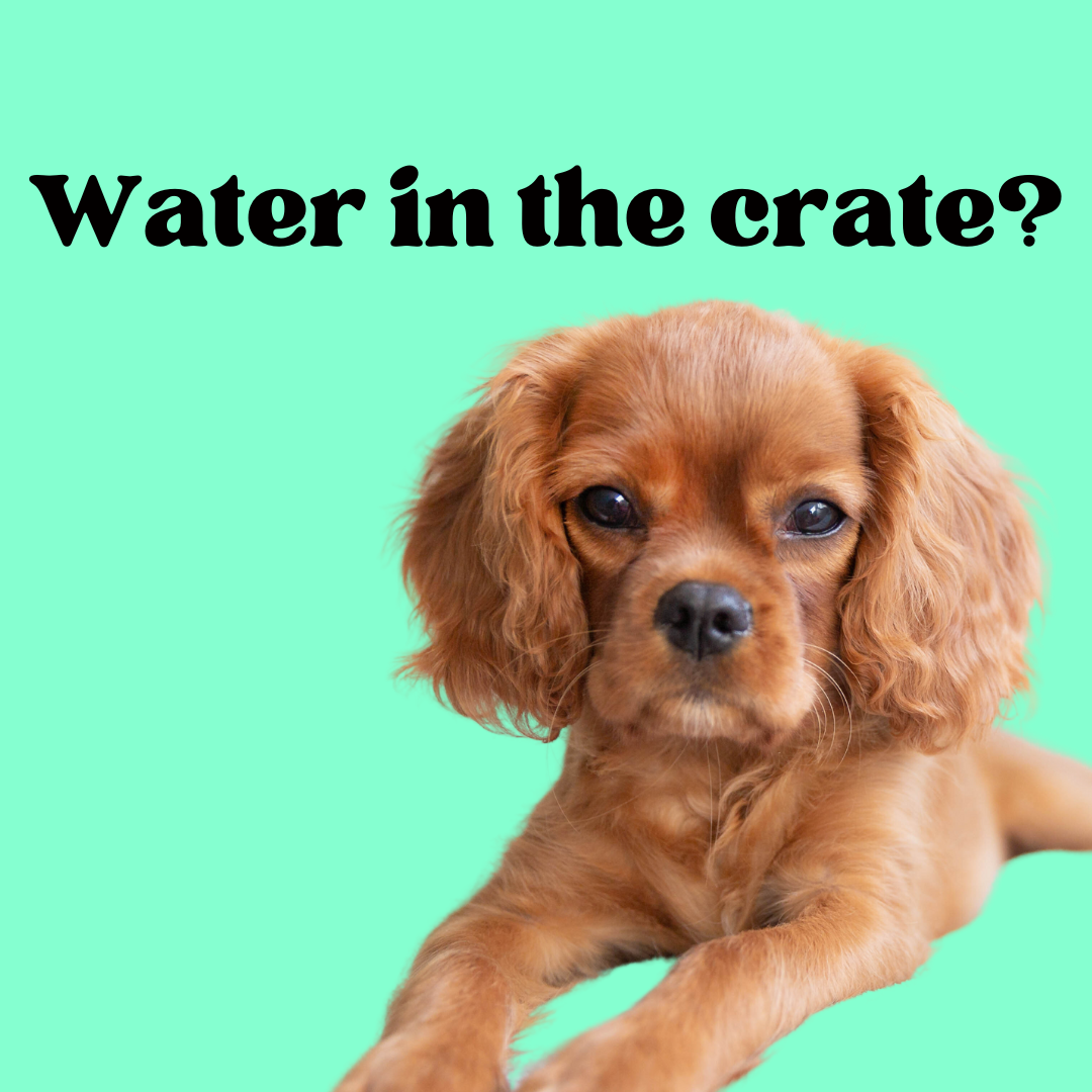 How long and until what age should a dog sleep in a crate DailyBark