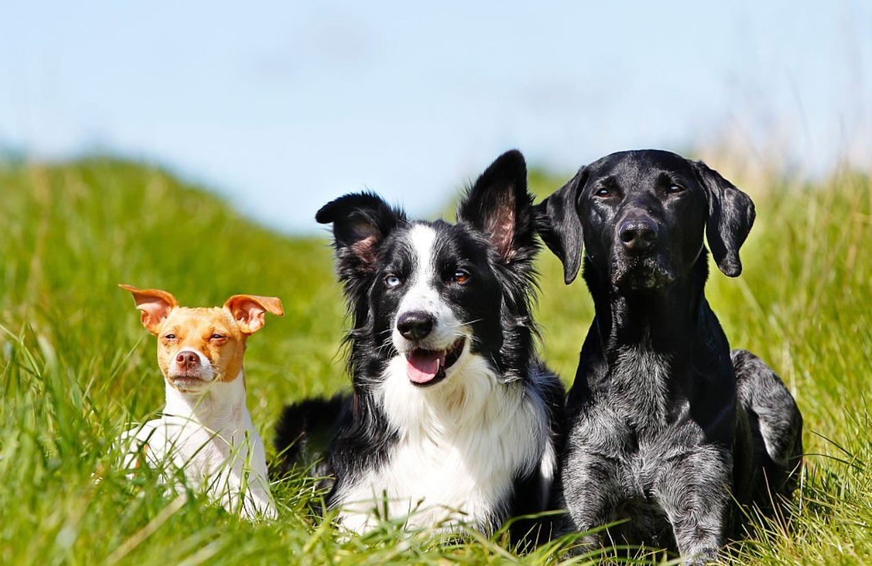 Border Collie Lab Mix Breed Profile & complete Guide
