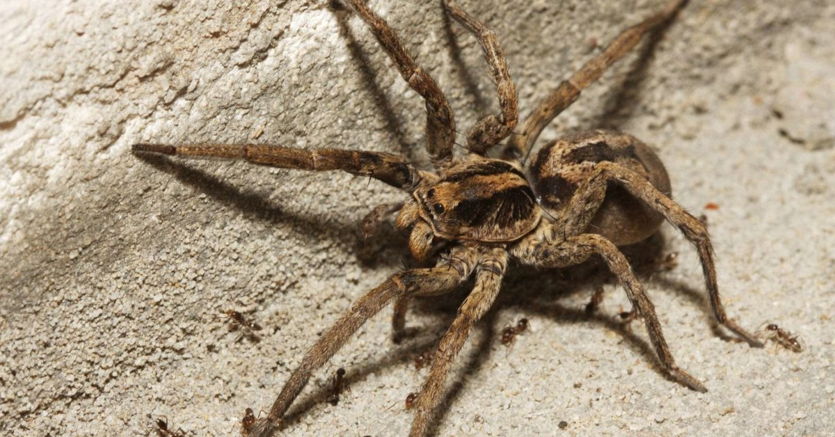 Brown Recluse Spiders in Las Vegas: Myth or Reality?