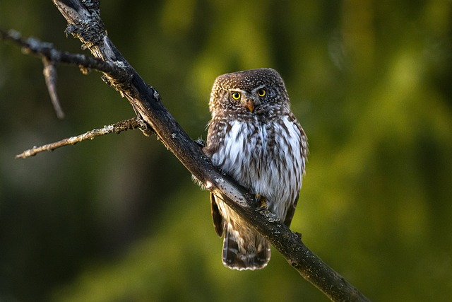 eurasian pygmy owl, glaucidium passerinum, bird