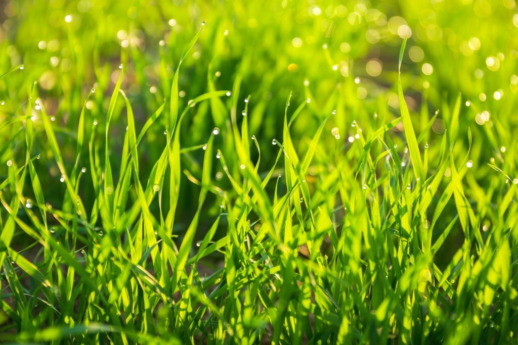 🌱Watering Grass Seed How Frequently Should You Do It?