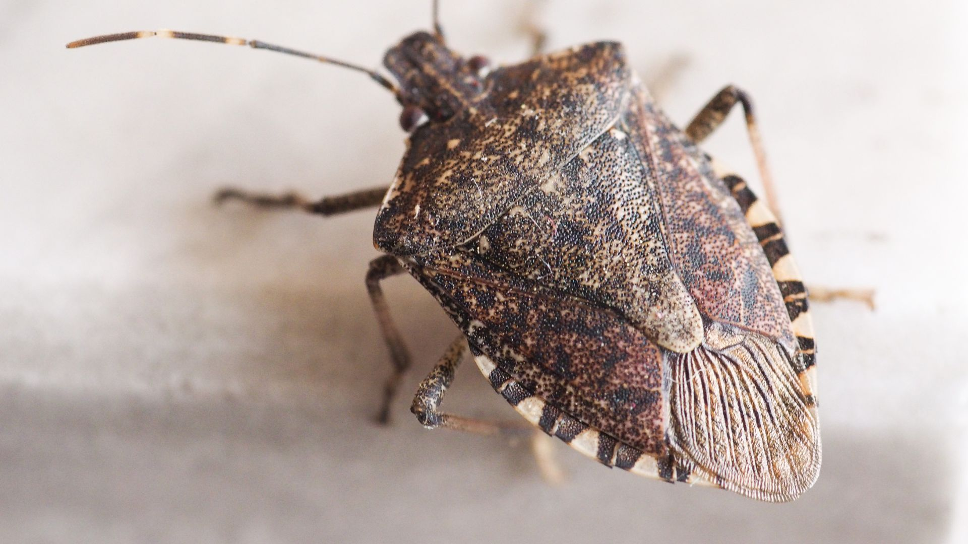 An close-up top-down image of a Brown Marmorated Stink Bug.