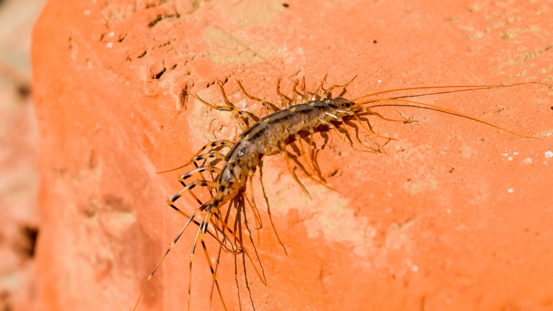 An image of a centipede crawling along a brick on the outside of a home.