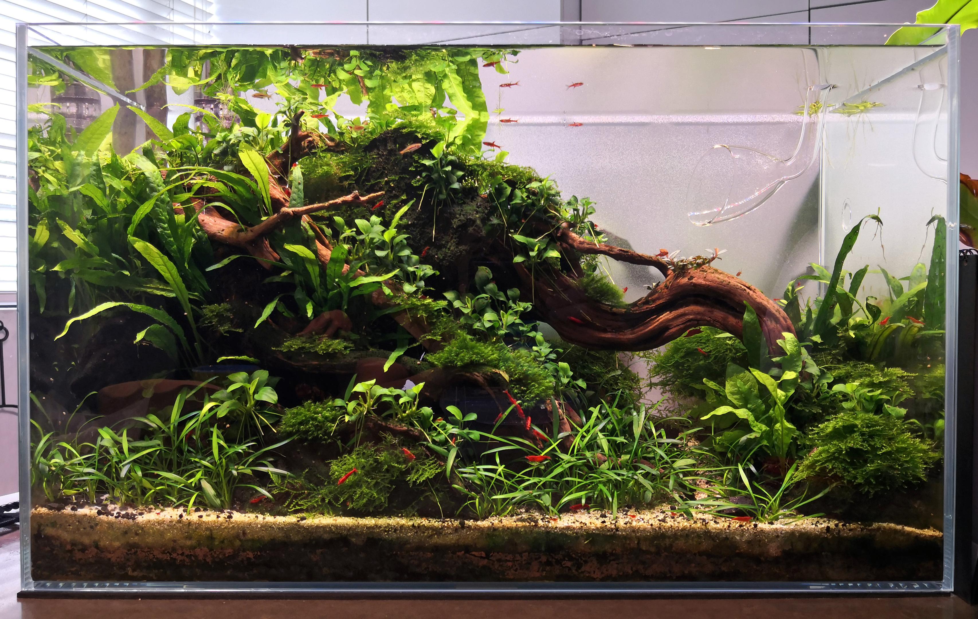 Low tech aquarium with cherry red shrimp, java fern, Anubias 'petite'