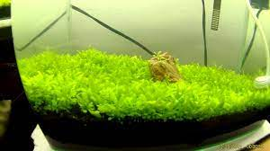 Aquarium Guppy Grass (Najas Guadalupensis) - Benefits And Care