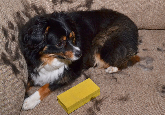 amount of hair, Getting Dog Hair Off Your Furniture