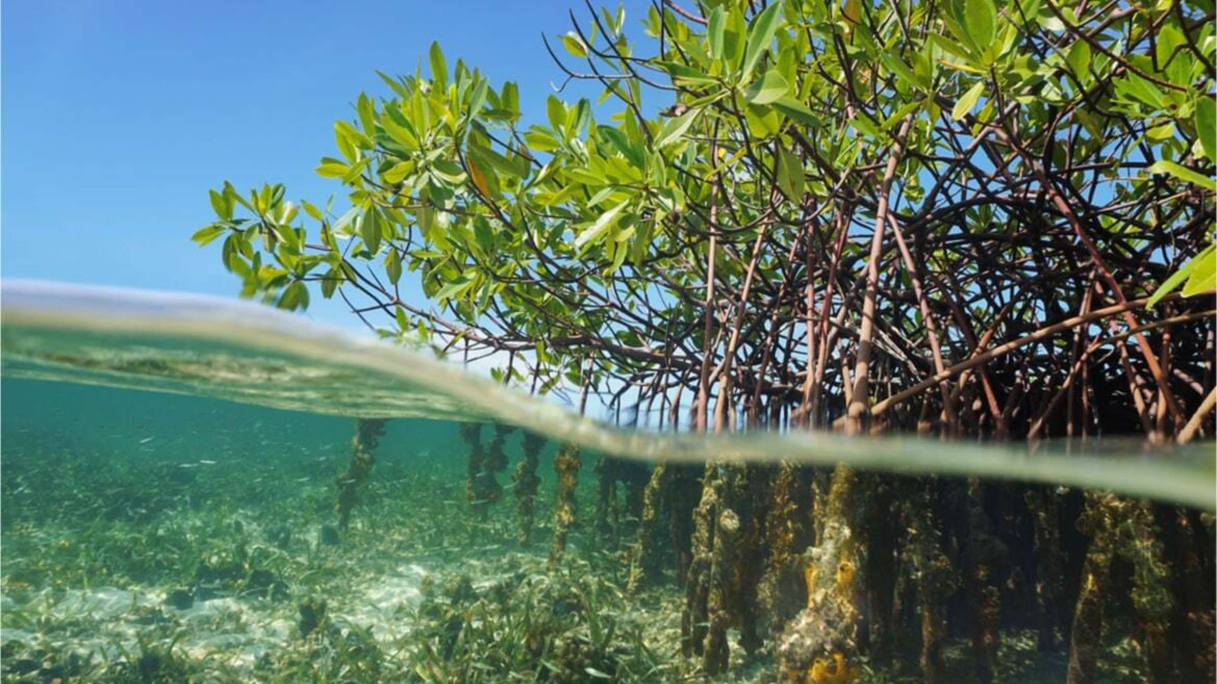 florida mangroves, state's southern coastal zone