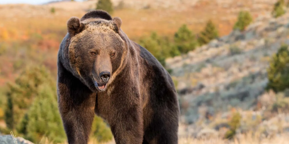 Grizzly Bears, dangerous animals 