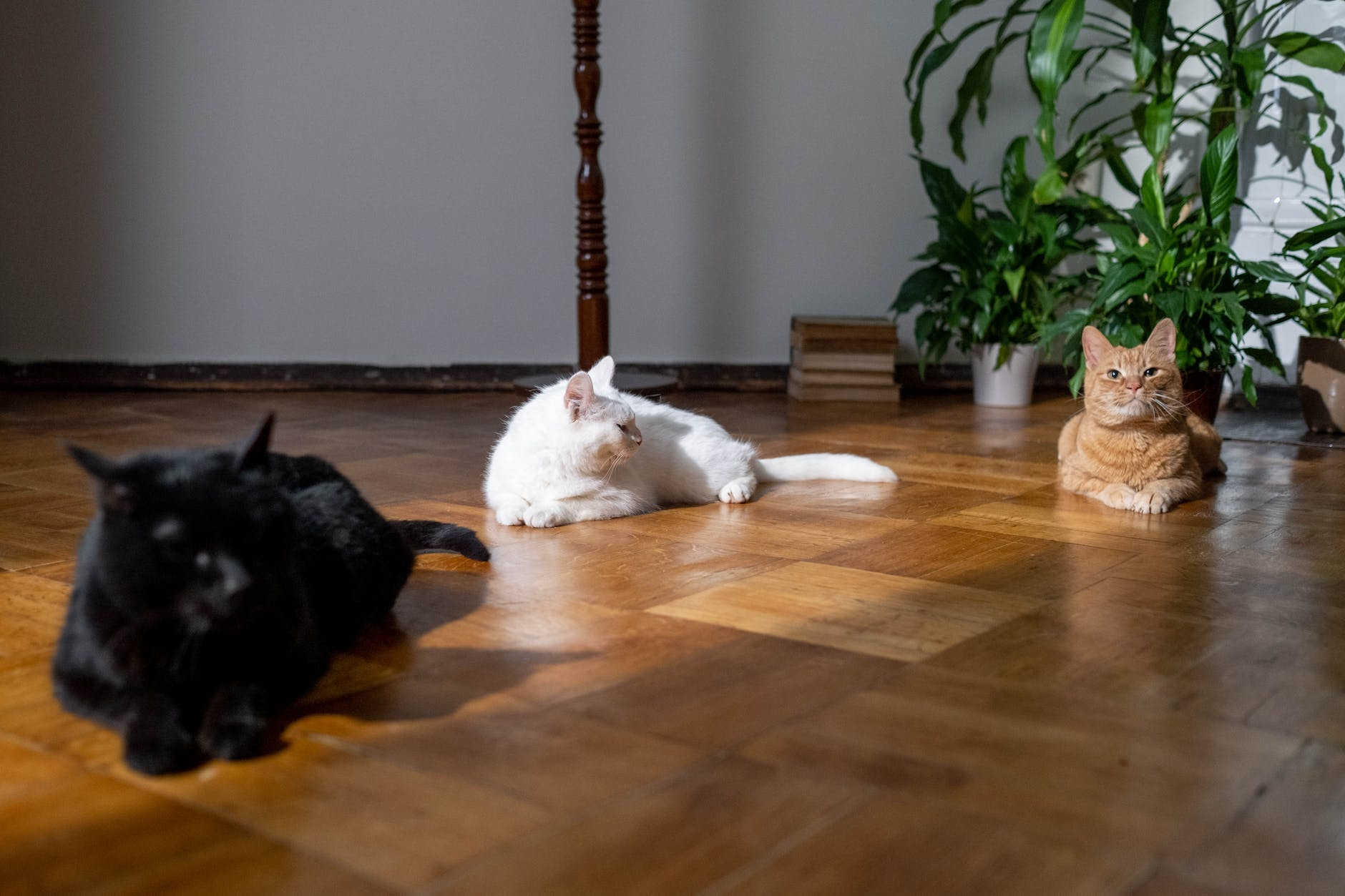 An independent animal who will bring joy to your family