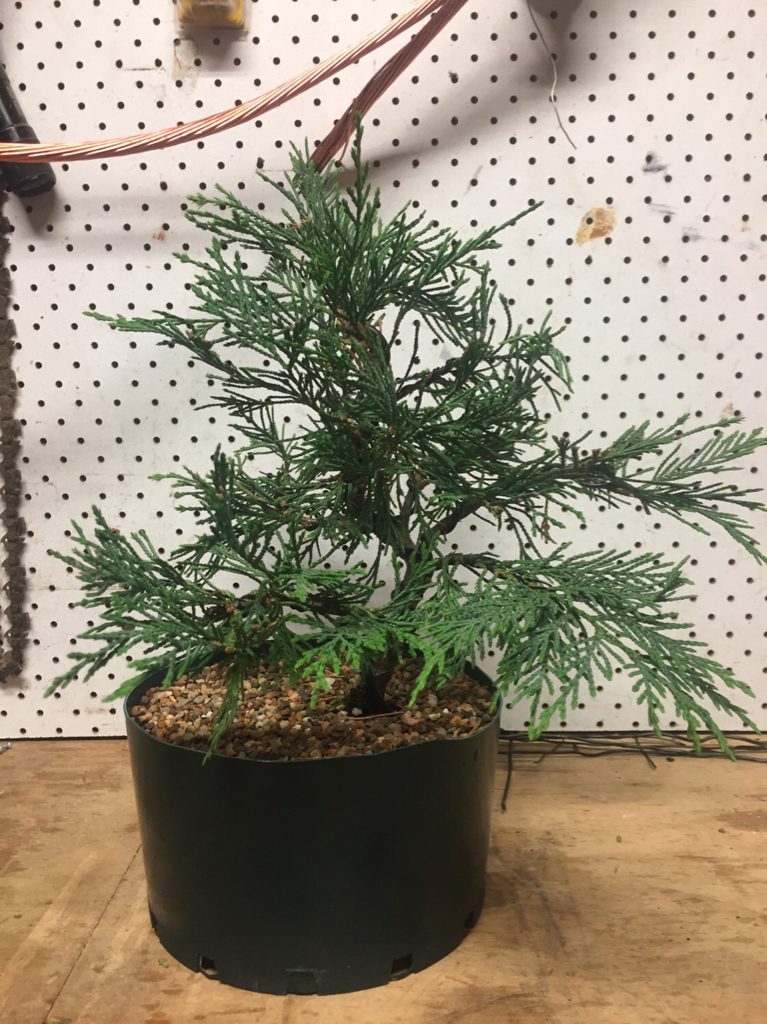 bonsai, fast growing, small pots