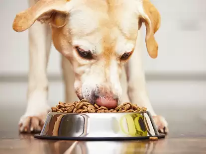 Dog Food Recalls