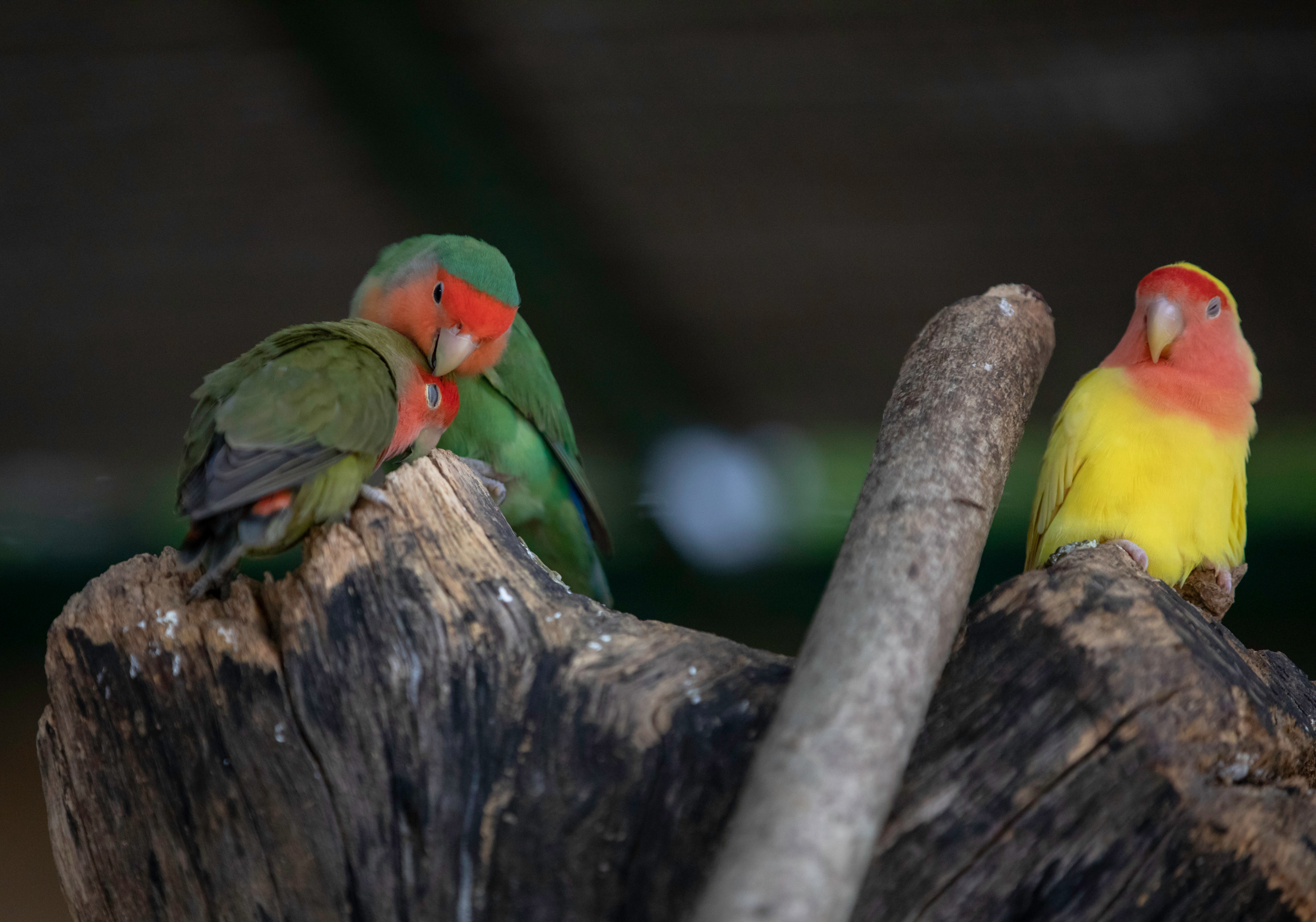 Lovebirds are One of the Smallest Parrot Species 
