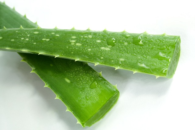 Aloe Vera - A Natural and organic ingredient in nourishing skincare products