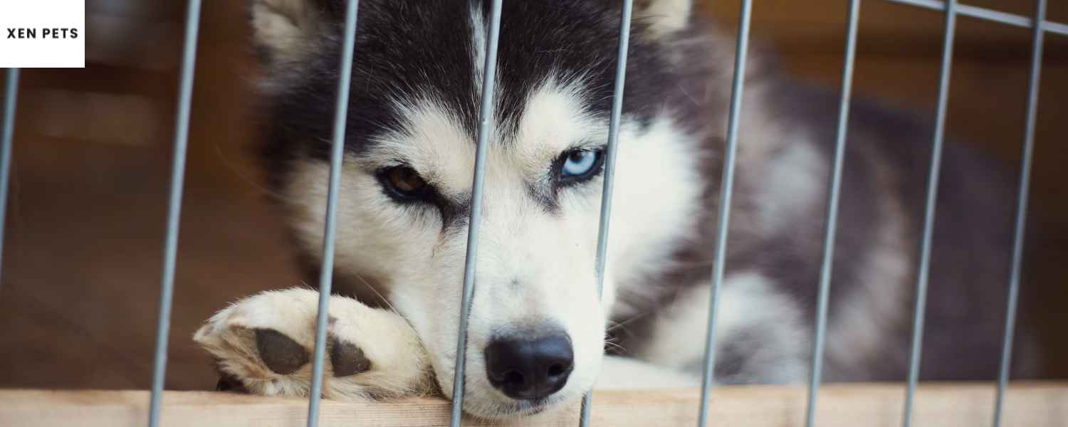 Husky dog during a kennel stay