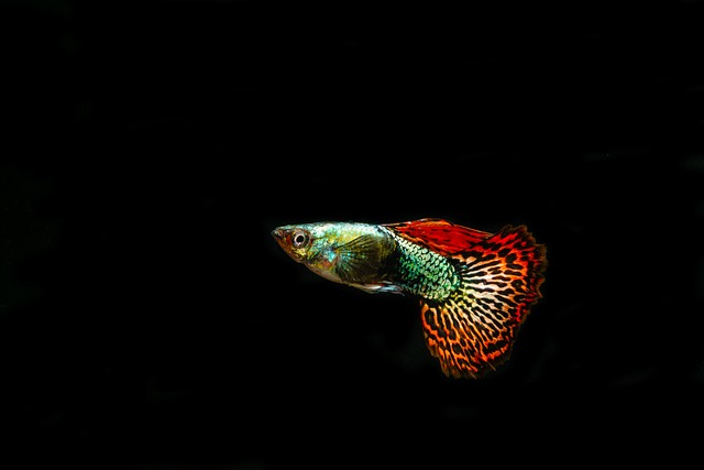 guppies, ornamental fish, pet