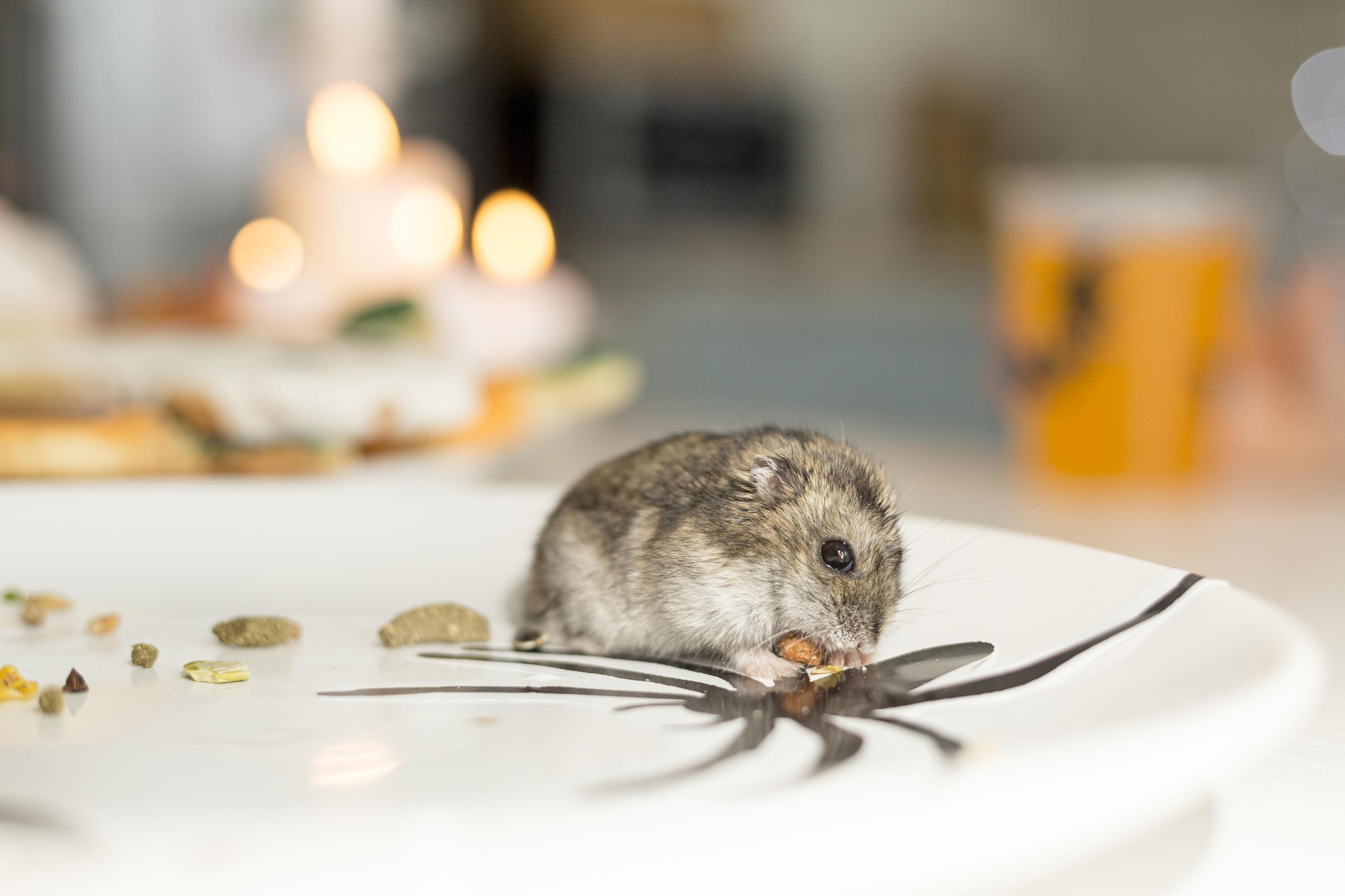 rodent