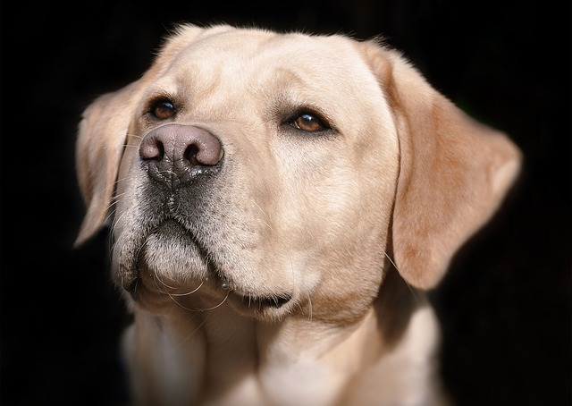 labrador, head, bright