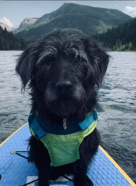 dog on a paddle board