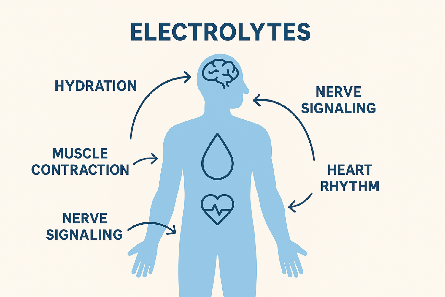 Electrolytes supporting hydration, muscle contraction, nerve signaling, and heart rhythm.