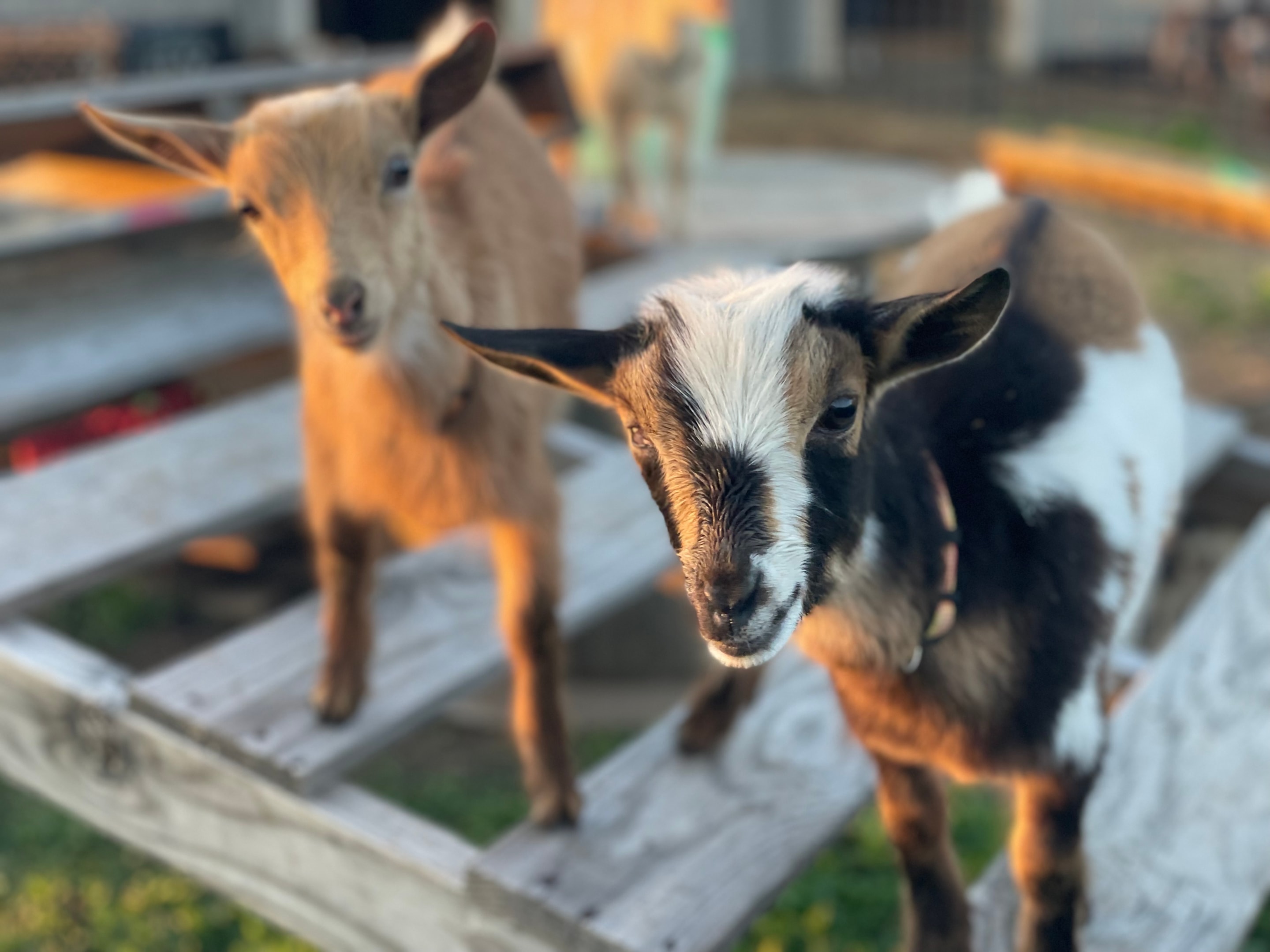 A picturesque Wisconsin farm features goats grazing peacefully in lush green pastures beneath a clear blue sky, embodying the serene rural lifestyle. This idyllic scene highlights the natural setting where goat milk is produced, which can be used in nourishing body products like goat milk soap.