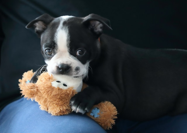 Black And White Boston Terrier Biting A Dog Toy